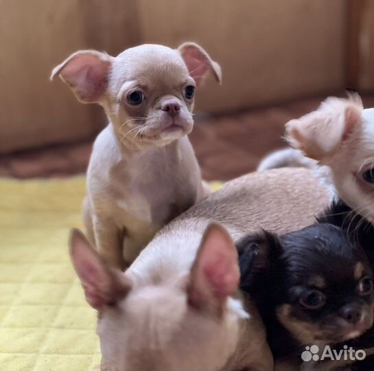 Чихуахуа чудо мальчик