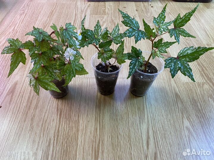 Бегония Дрега крапчатая