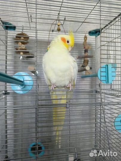 Попугай корелла с клеткой