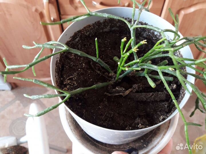 Хатиора оленьи рожки