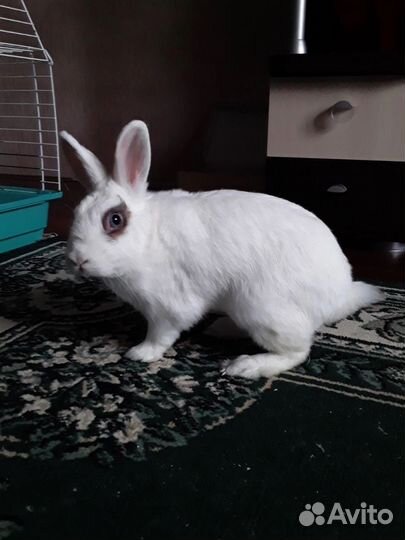Кролик декоративный