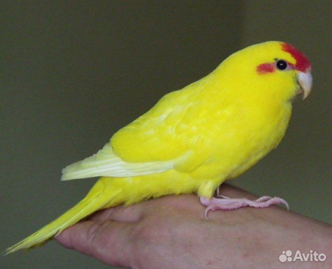 Попугай какарик