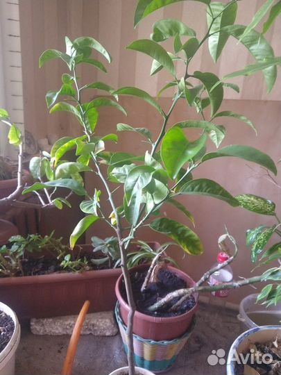 Южные растения