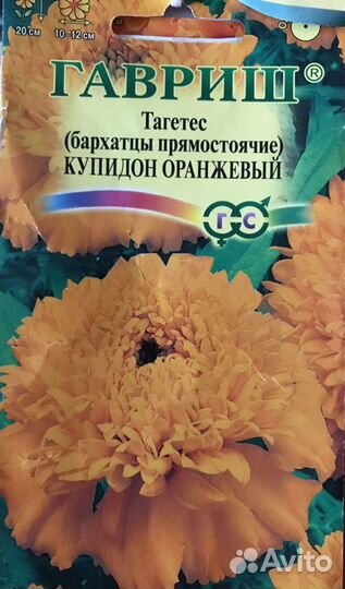 Бархатцы рассада