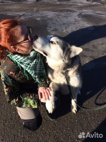 Выгульщик собак/догситтер