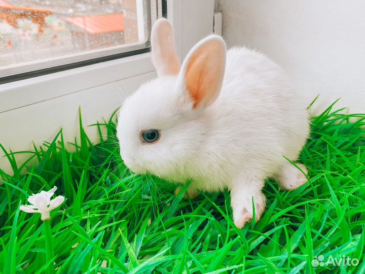 Мини карликовый кролик