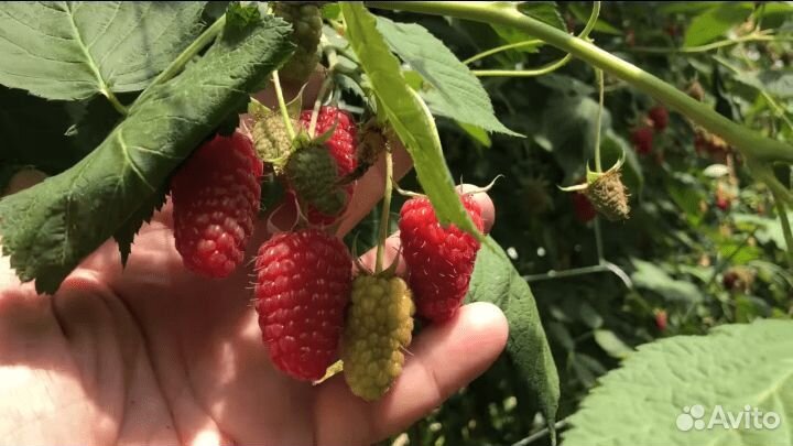 Саженцы малины