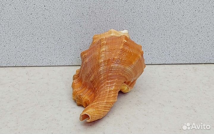 Циматиум Пурам 10,7 морская ракушка раковина