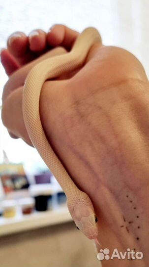 Белая змея обсолета леуцист