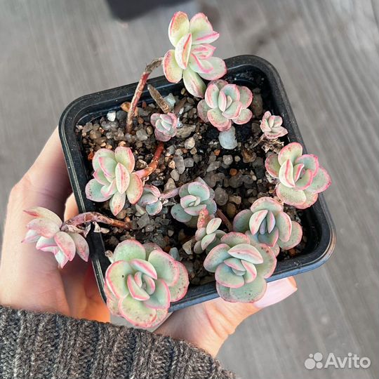 Суккуленты детки эхеверия граптоседум