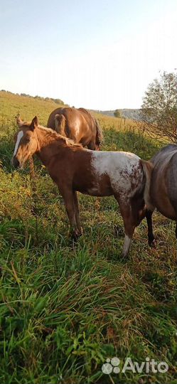 Продаю лошадей