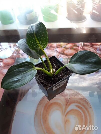 Комнатные цветы