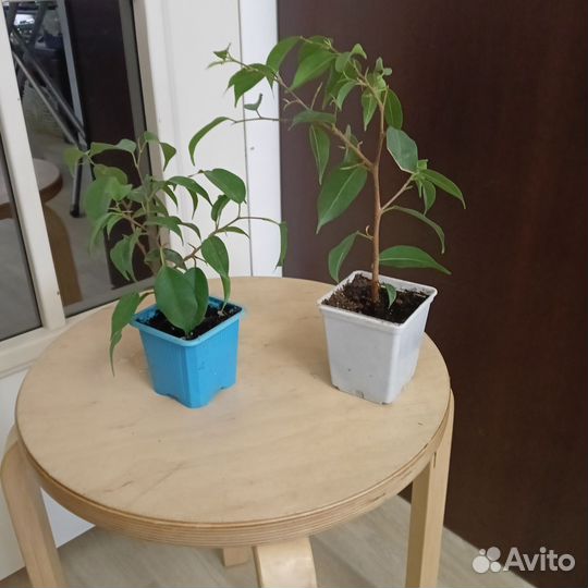 Фикус бенджамина