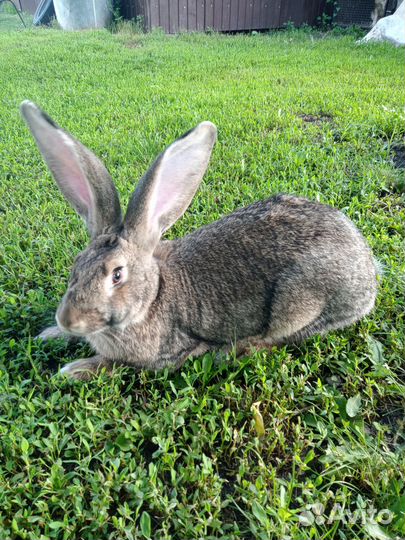 Кролики на развод