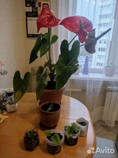 Антуриум цветок продам