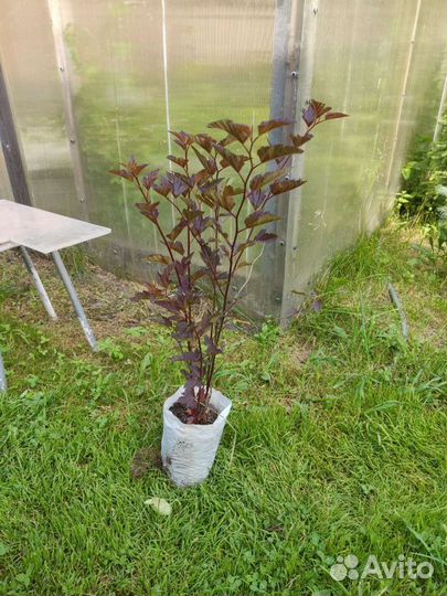 Саженцы пузыреплодника калинолистного