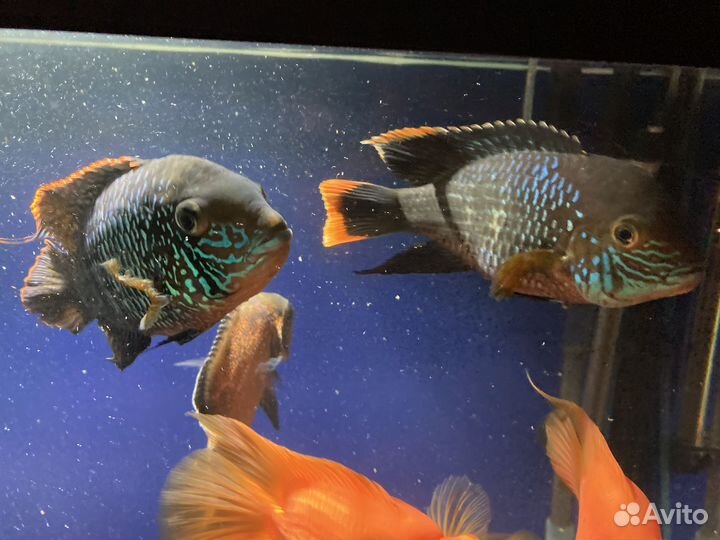 Акара бирюзовая