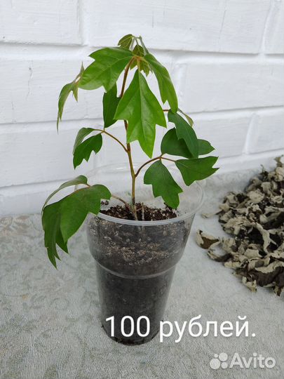 Циссус, хавортия, фикус