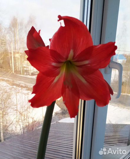 Гиппеаструм