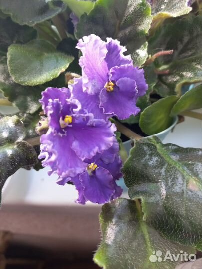 Сортовые фиалки листики