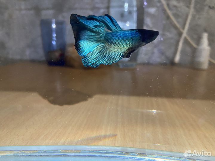 Рыбка петушок самец