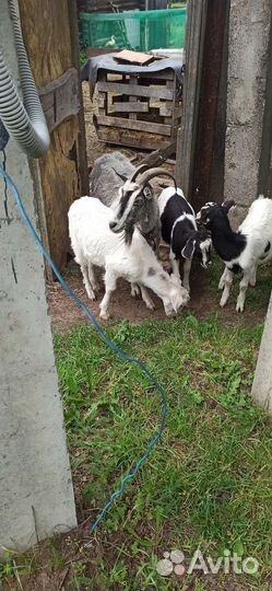Козлята