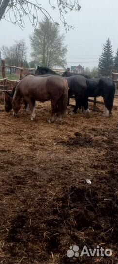 Советская кобыла