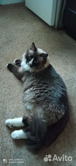 Отдам бесплатно кошку