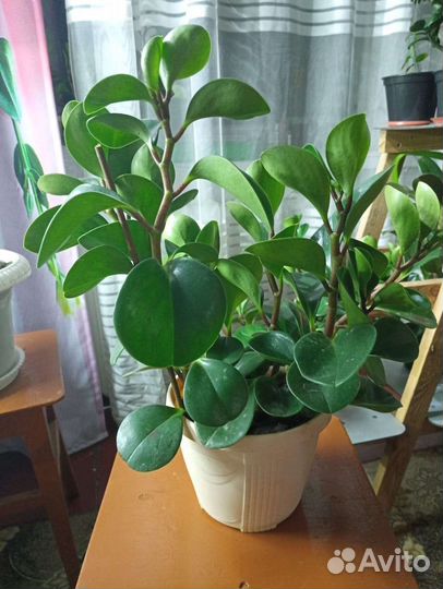 Цветы Фикус Роза Пеперомия