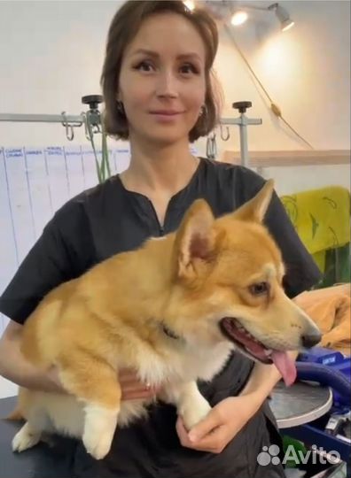 Груминг собак