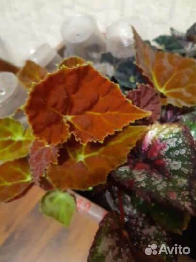 Бегония декоративно лиственная