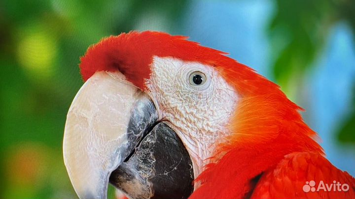 Монитор 75 гц 24 дюйма