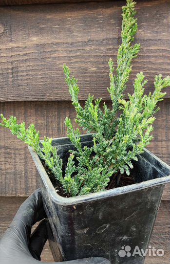 Хвойные растения