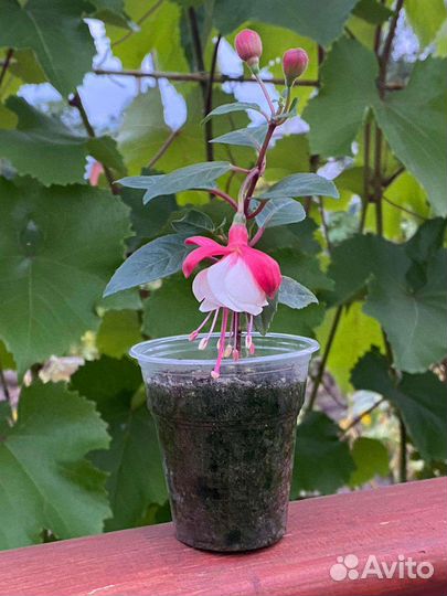 Укорененные черенки фуксии