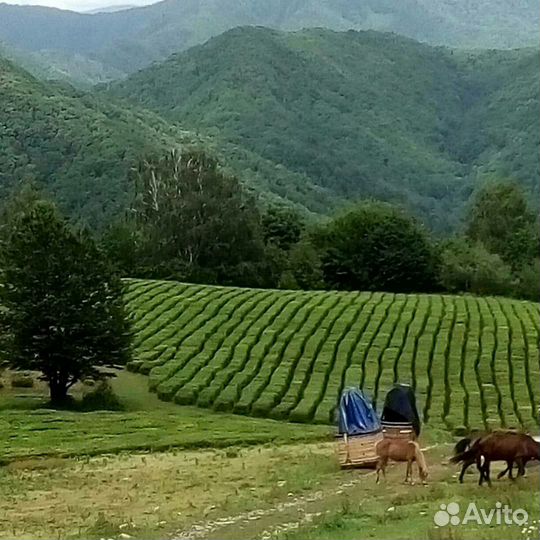 Экскурсия-трансфер-эконом