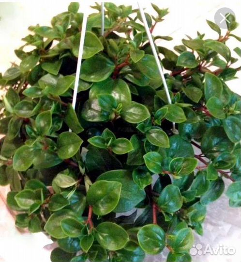 Пеперомия Глабелла (отростки)