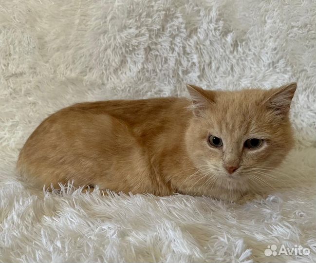 Лавашик в добрые руки