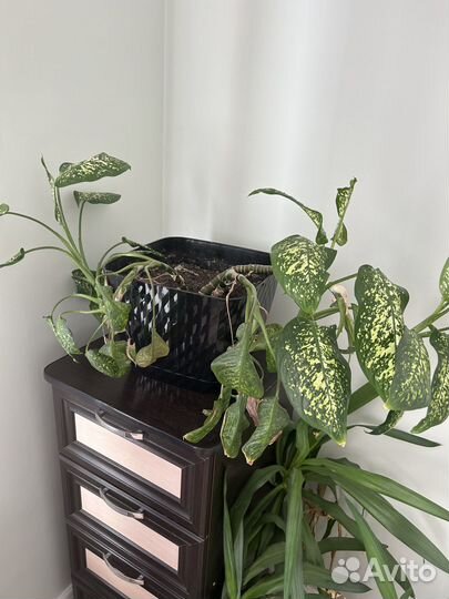 Продам цветы комнатные