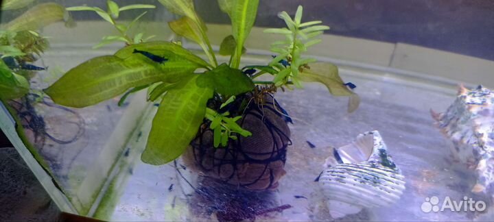 Криветки Блю дрим и гуппи чёрный монах