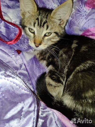 Отдам котенка