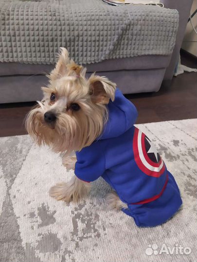 Комбинезон для маленькой собаки/ одежда для собаки
