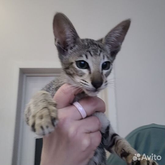Ориентальные котята