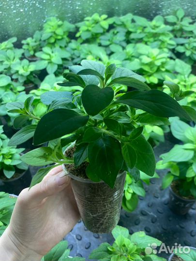 Черенки петунии тайдал