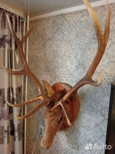 Рога оленя