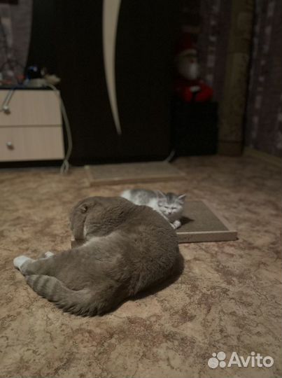 Вязка с вислоухим британцем