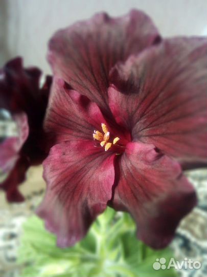 Королевская герань