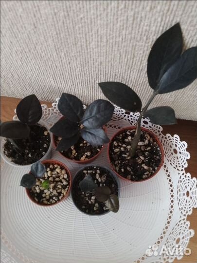 Замиокулькасы несколько видов