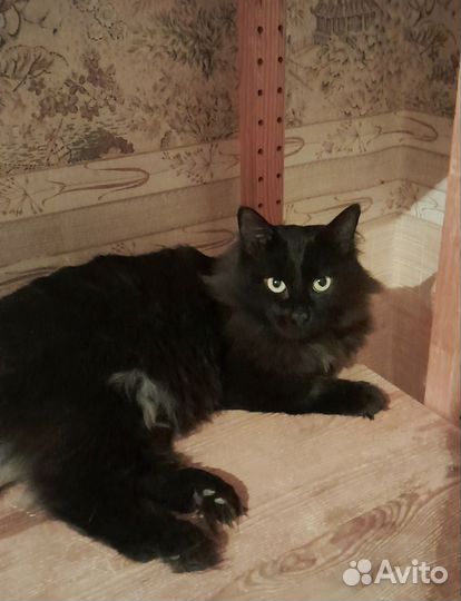 Молодой чёрный кот