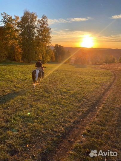 Конные прогулки