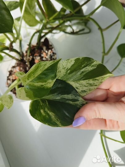 Продам эпипренум